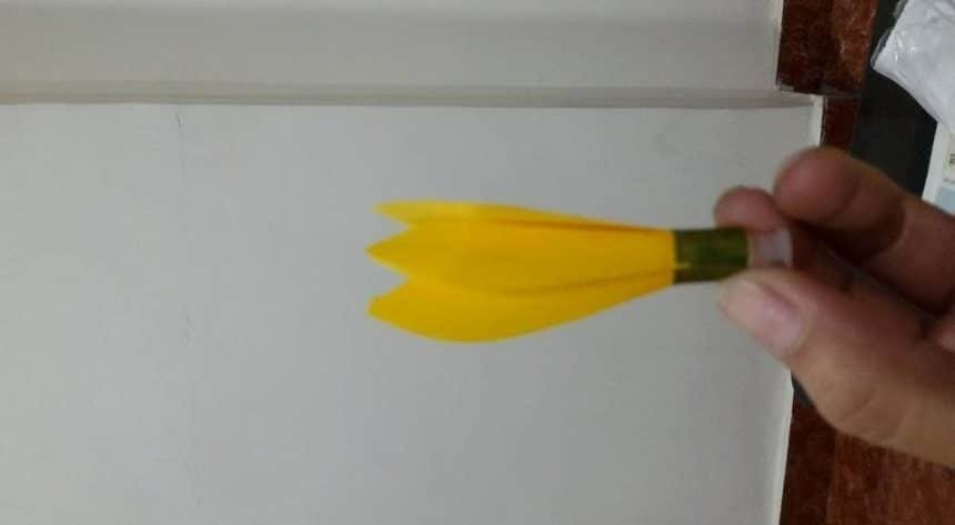 golden champa flower(11)