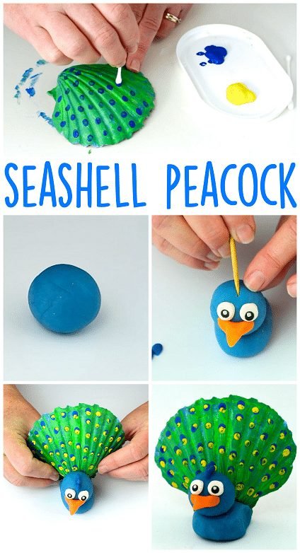 seashell peacock 