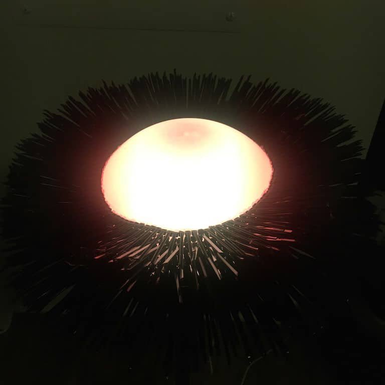 sea urchin light