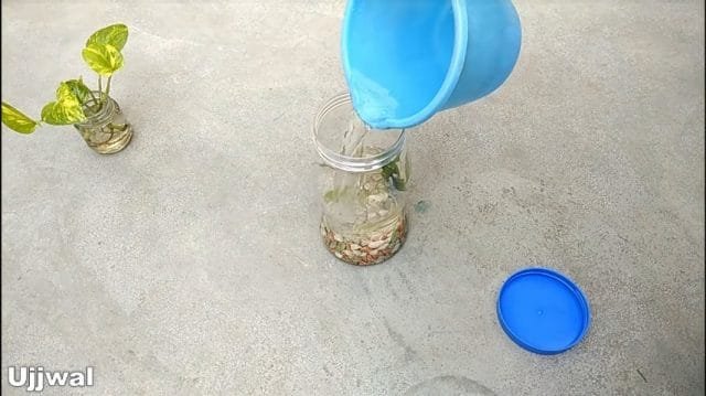 bottle aquarium